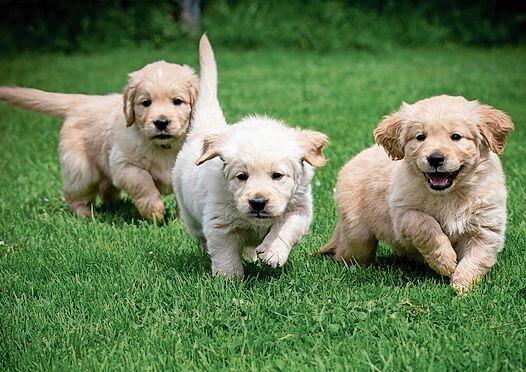 Ehemalige Hundebabys von Claudia Schmockers Zucht «Happiness for Future». (Bild: ZVG)