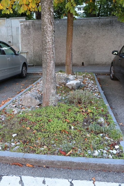 Die einstigen Steinrabatten vor der Friedenskirche (Bild) wurden gegen eine für Natur und Tier förderliche Bepflanzung eingetauscht. (Bild: mim)
