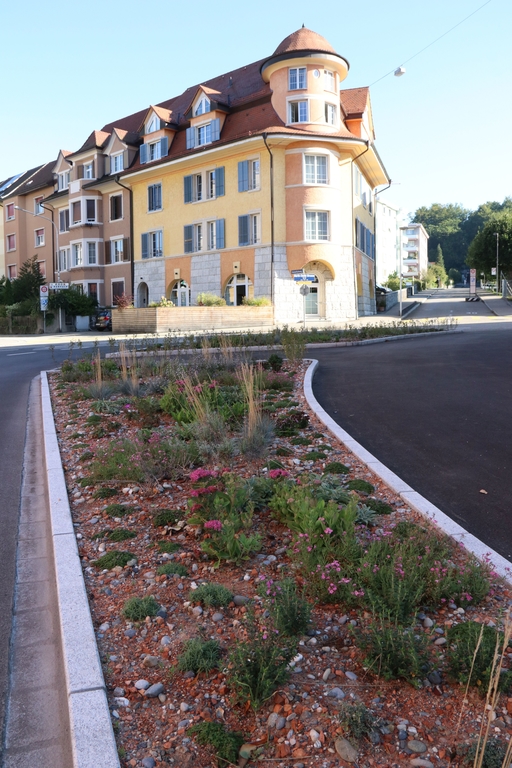 Im September wurden an der Neuhardstrasse verschiedene Einzelpflanzen in ein spezielles, rötliches Baumsubstrat, einem guten Wasserspeicher, eingepflanzt. (Bild: mim)