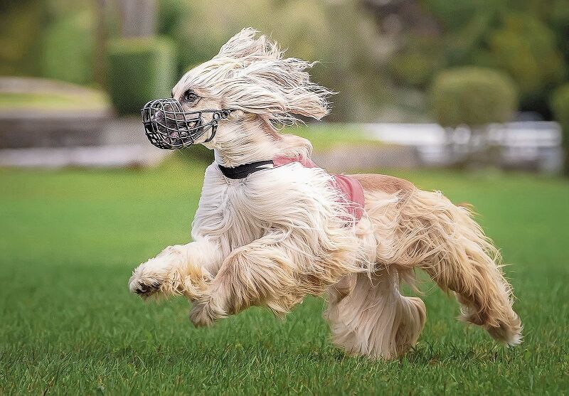 Windhund in Aktion: Voller Freude «jagen» sie beim Coursing das Hasenfell. (Bild: Simone Braendle)
