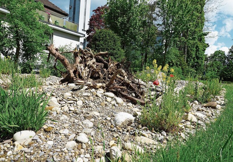 Die neu geschaffene Ruderalfläche am Oltner Lerchenweg wird derzeit von Tag zu Tag bunter und belebter. (Bilder: Achim Günter)
