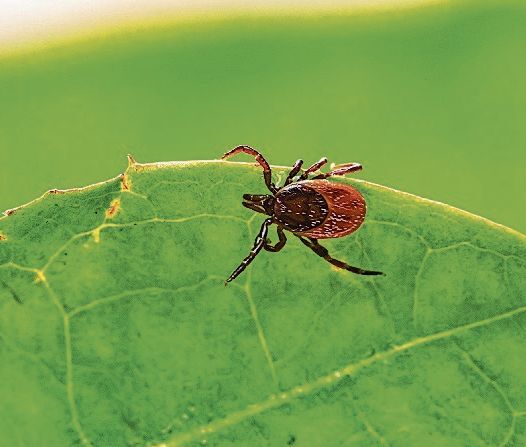 Fieses Spinnentier: die Zecke. (Bild: Erik Kartis)
