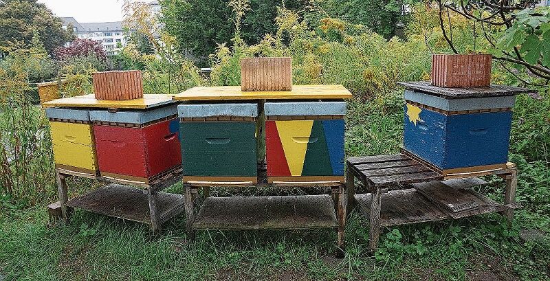 Idyllisch: Die fünf Bienenvölker leben in einer ruhigen Ecke des Klostergartens.