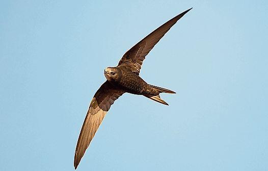 Mauersegler im Flug. (Bild: Beat Rüegger)