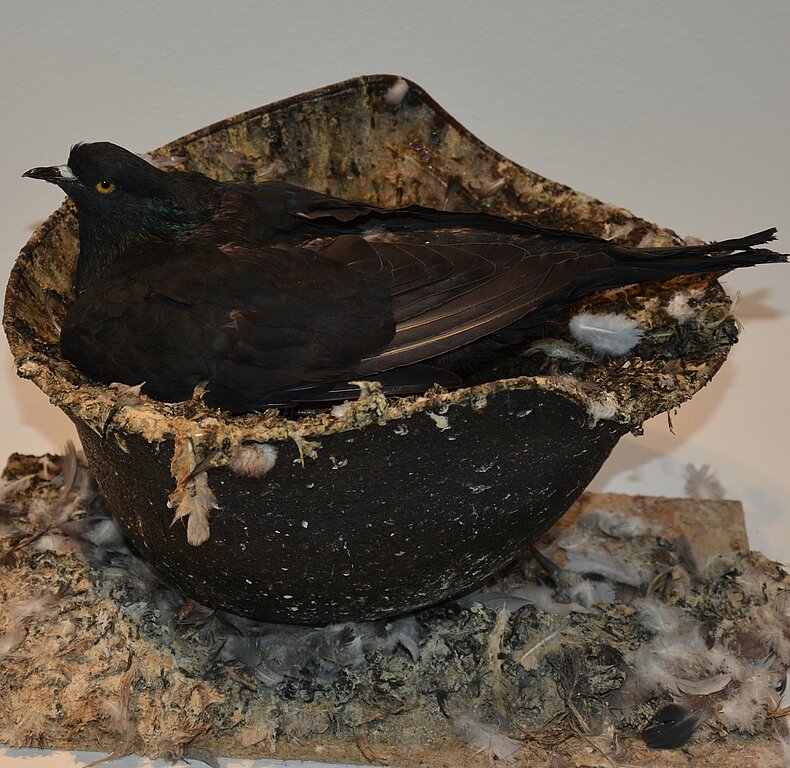 Die Taube als Symbol des Friedens. (B. Beyeler) Die Taube als Symbol des Friedens. (B. Beyeler)