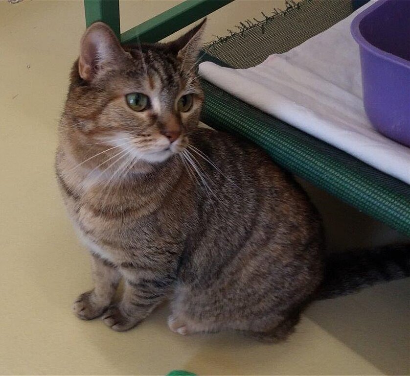  Die verschmuste Katze «Queeny», der letztes Jahr ein bösartiger Tumor entfernt wurde, sucht so wie zahlreiche andere Sorgentiere einen Paten. ZVG) 
