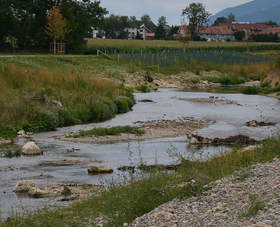 Die Dünnern wurde mit spezifischen Massnahmen in einen naturnahen Zustand zurückgebracht und bietet neuen Lebensraum für Tiere und Pflanzen. (Bild: vwe) 
