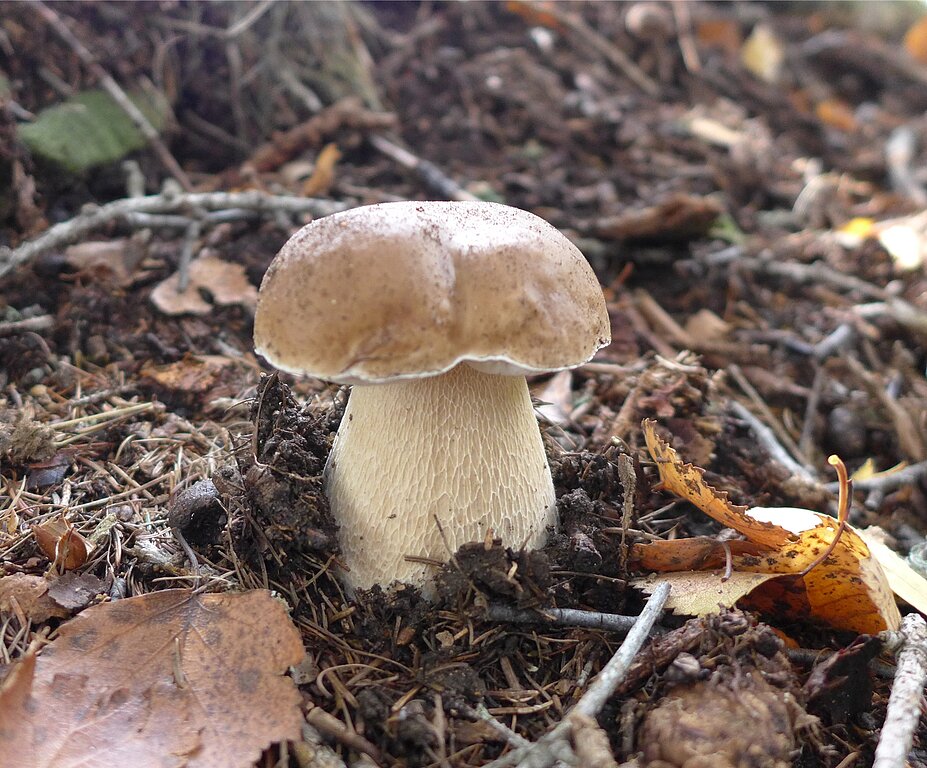 Lernen Sie am Samstag, 23. September auf einem Spaziergang den Pilz kennen. (Bild: ZVG)
