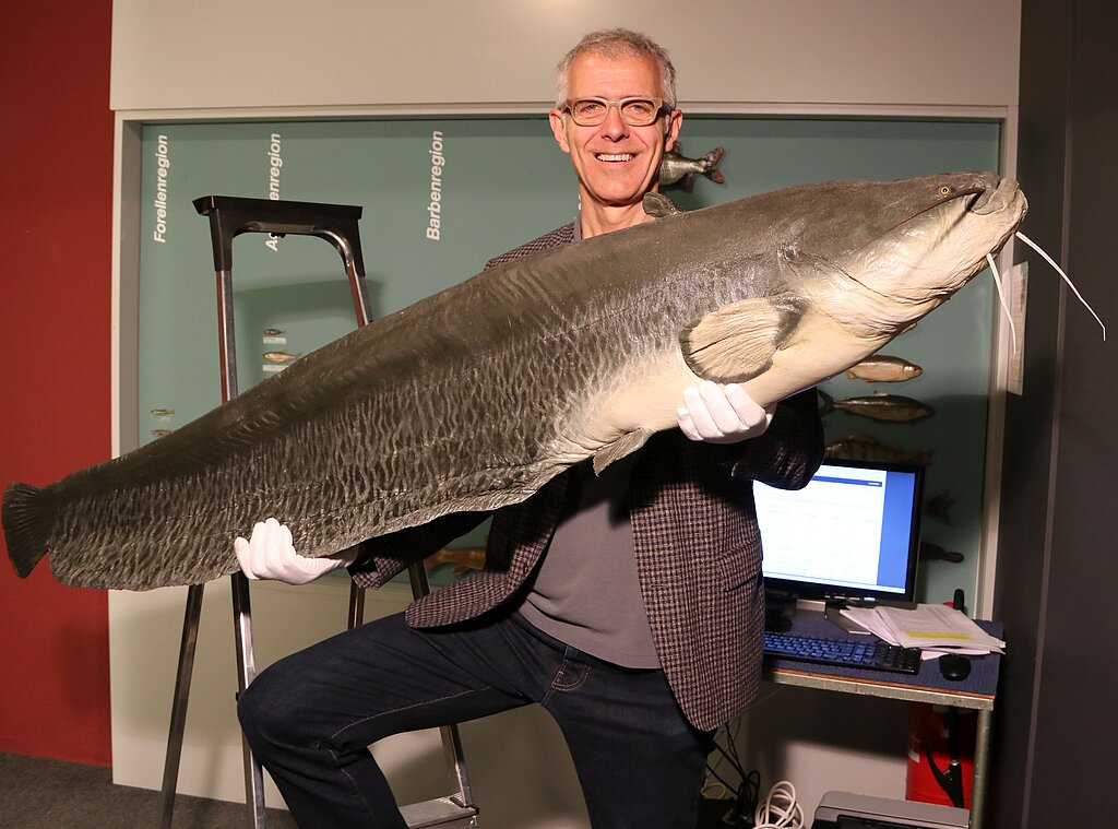 Aufbruchstimmung auch bei Museumsleiter Dr. Peter Flückiger, der mit dem Wels vor der bald leergeräumten Fischvitrine posiert. (Bild: mim)
